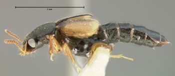 Media type: image;   Entomology 6559 Aspect: habitus lateral view